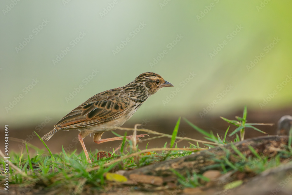 Indochinese Bushlark walking on the ground Indochinese Bushlark walking on the ground