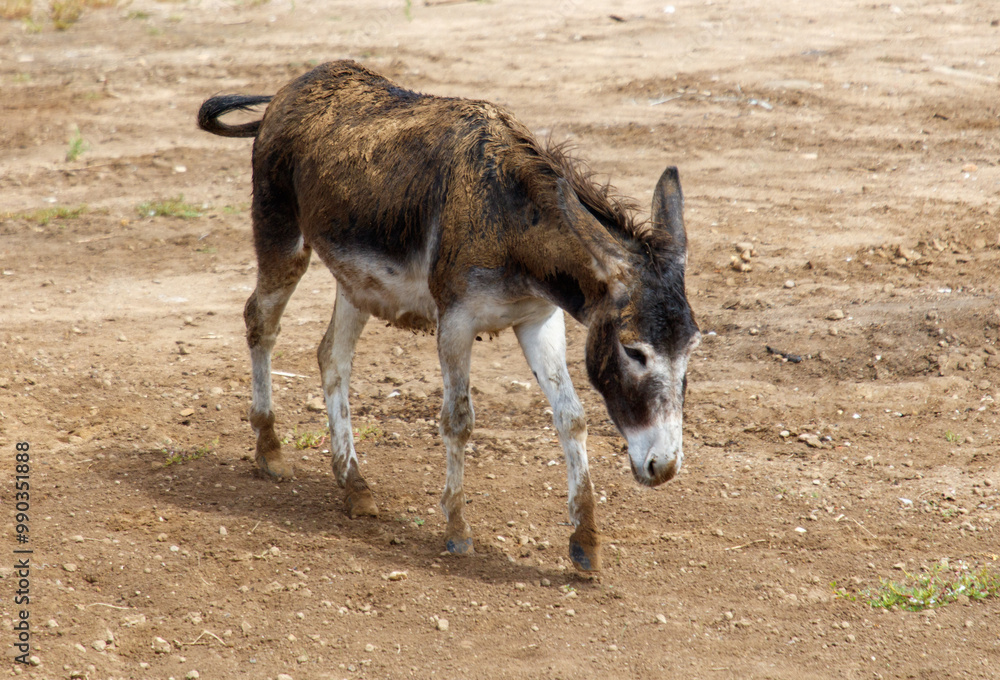 A donkey runs in the wild A donkey runs in the wild