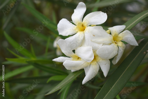 Nerium oleander in bloom, White siplicity bunch of flowers and green leaves on branches, Nerium Oleander shrub white flowers, ornamental shrub branches in daylight, bunch of flowers closeup photo