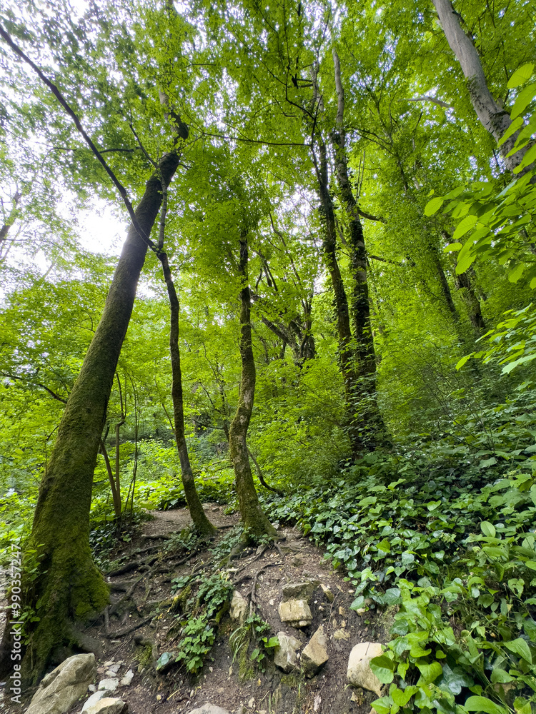 Trees in the forest grow on rocky cliffs of the mountains. Summer Trees in the forest grow on rocky cliffs of the mountains. Summer