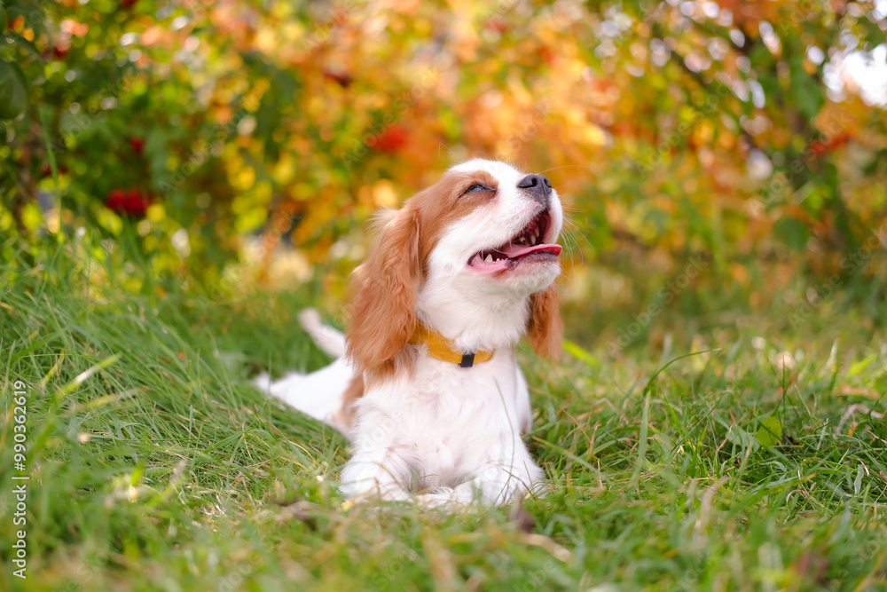 Cavalier King Charles Spaniel dog looking smiles and rejoices on sunny autumn day. Small energetic dog is walking in park. Cute adorable pets. Cavalier King Charles Spaniel dog looking smiles and rejoices on sunny autumn day. Small energetic dog is walking in park. Cute adorable pets.