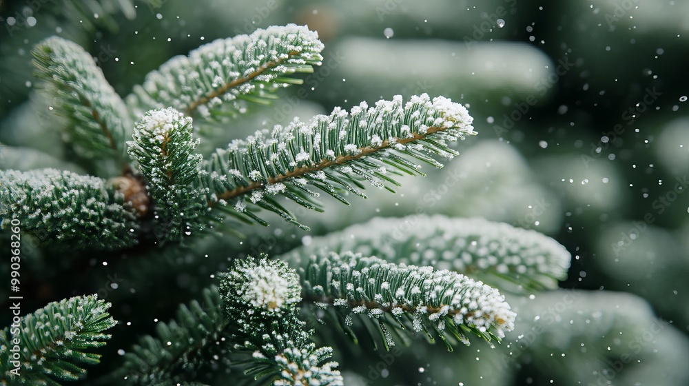 Snow-covered evergreen branches in a winter forest during snowfall Snow-covered evergreen branches in a winter forest during snowfall