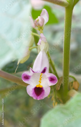 Martynia annua L. (MARTYNIACEAE) Common name: Cat's claw, Tiger's claw, Iceplant, Devil's claw, white purple flowers, wild flower, Devils Claws flower, Tiger Claws flower, Chakwal, Punjab, Pakistan photo