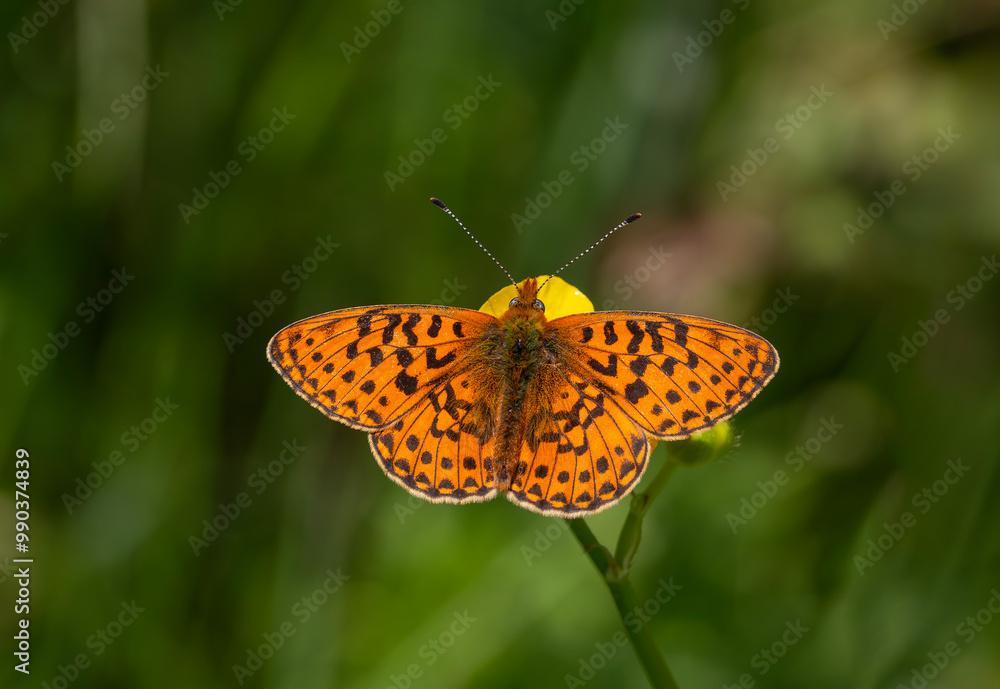 green background and red butterfly, Pearl-bordered Fritillar, Boloria euphrosyne green background and red butterfly, Pearl-bordered Fritillar, Boloria euphrosyne