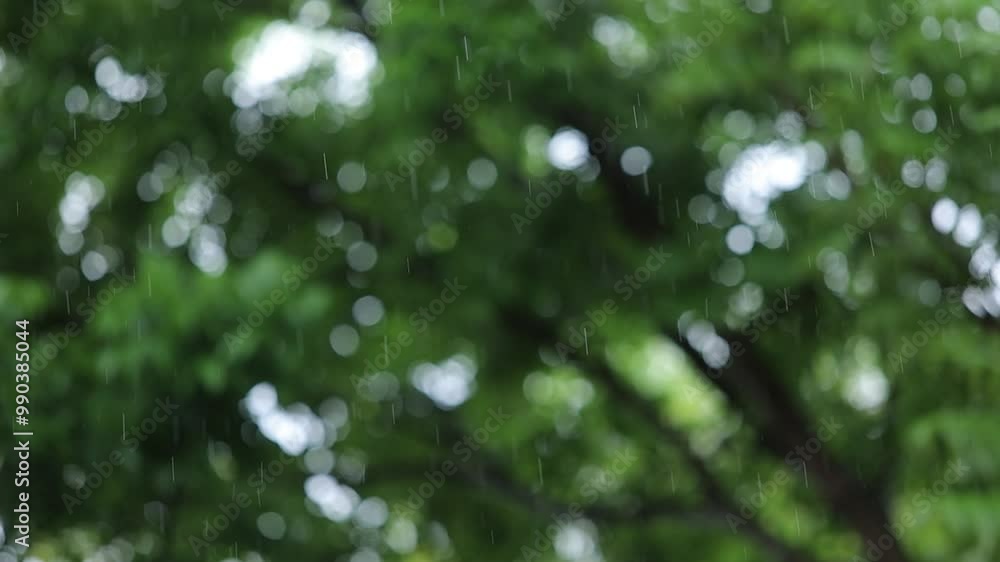 Rain falling with blurred green leaves background, rainy season Rain falling with blurred green leaves background, rainy season