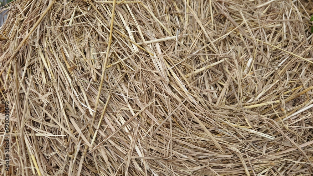 Close-up pale yellow hay straw background Close-up pale yellow hay straw background