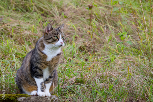 Foto cat sitting in the field