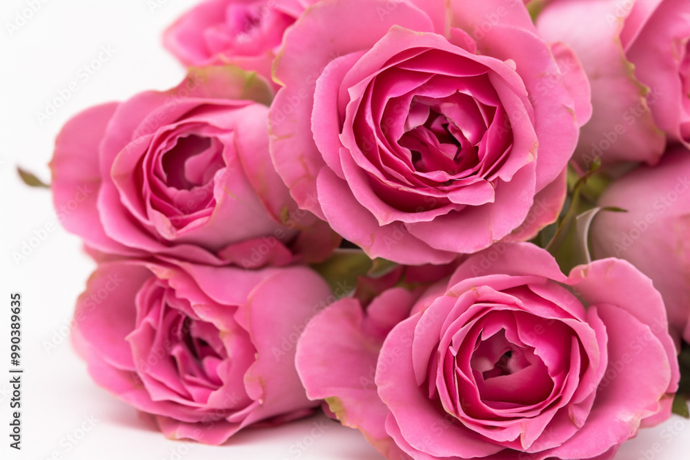 Pink and roses on a. flower nature beautiful concept. pink and white roses on a white. white and pink roses on a lifestyle with white buds. Pink and roses on a. flower nature beautiful concept. pink and white roses on a white. white and pink roses on a lifestyle with white buds.