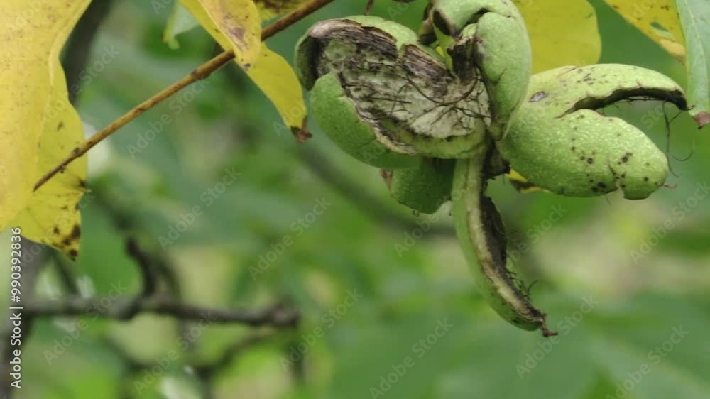 walnut falls out from its shell walnut falls out from its shell