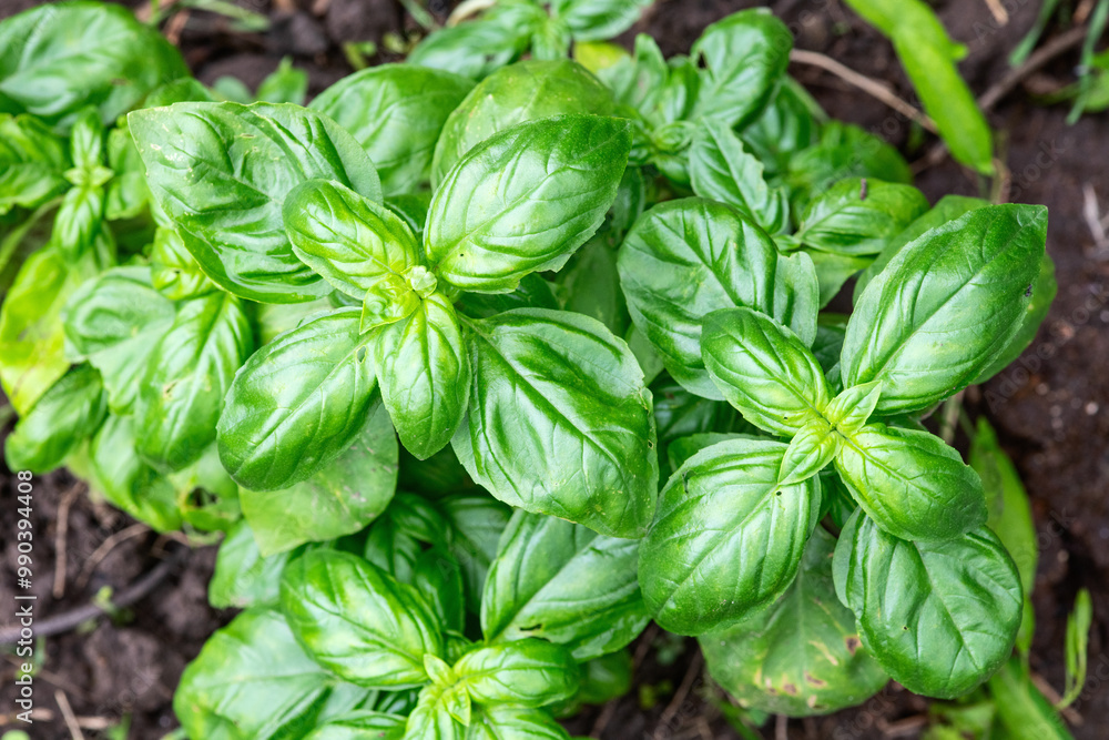 Basil leaves background photography Basil leaves background photography