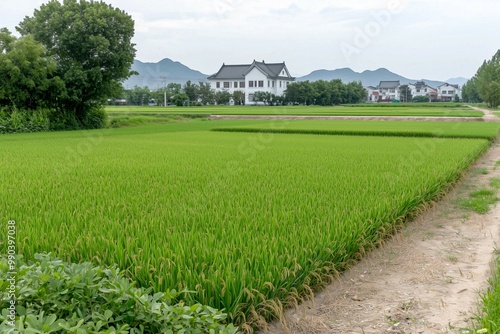 Lush Green Rice Fields with Distant Mountain View