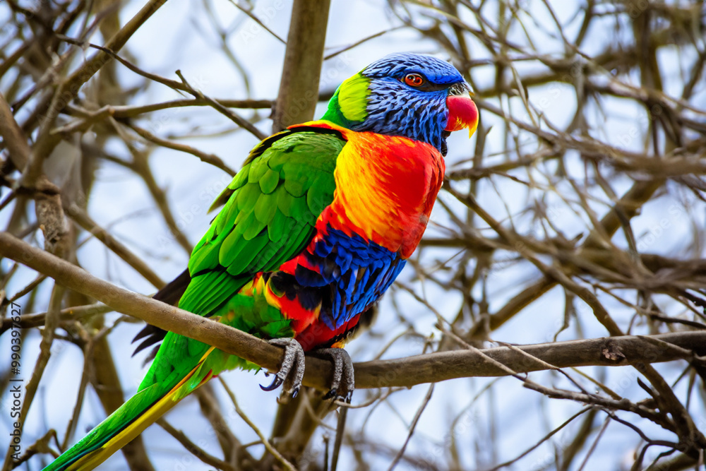 Parrot on branch of tree in nature. wild wildlife animal concept. parrot sits on branch of a tree. a parrot sits on a branch of a tree in nature lifestyle. Parrot on branch of tree in nature. wild wildlife animal concept. parrot sits on branch of a tree. a parrot sits on a branch of a tree in nature lifestyle.