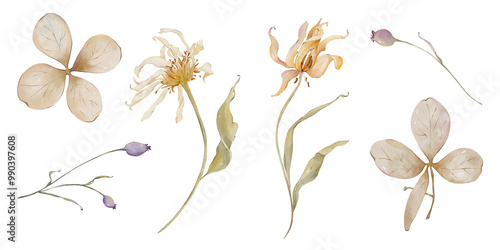 Watercolor autumn dry flowers. Neutral flowers, yellow flowers