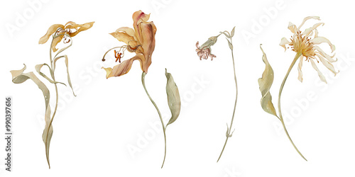 Watercolor autumn dry flowers. Neutral flowers, yellow flowers