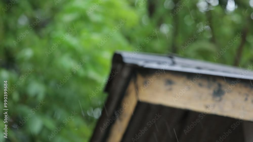 Rain falling with blurred green leaves background, rainy season Rain falling with blurred green leaves background, rainy season