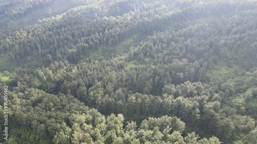 Soaring Through the Skies and Golden Hour Glimpse: Slamet Mountain's Forest photo