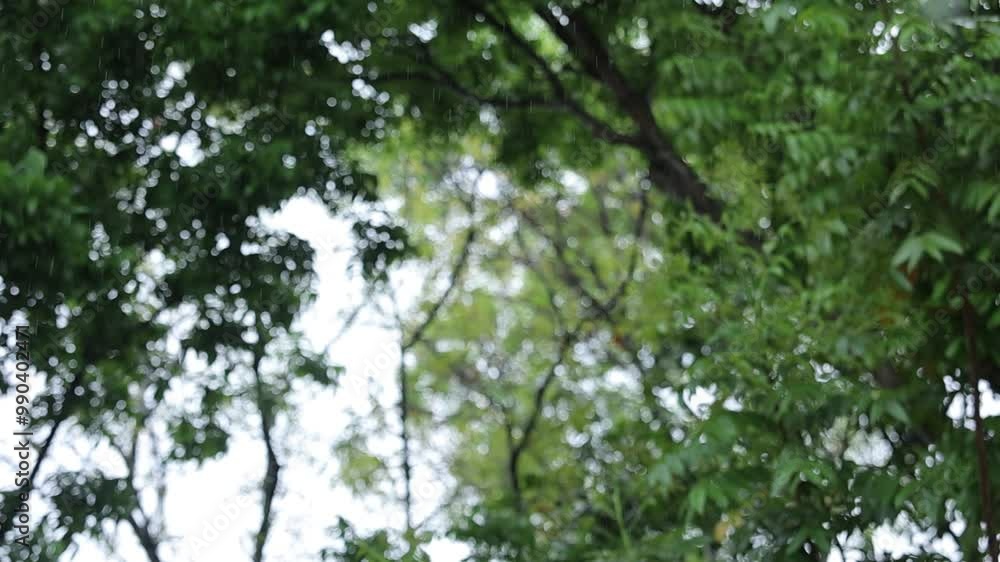 Rain falling with blurred green leaves background, rainy season Rain falling with blurred green leaves background, rainy season