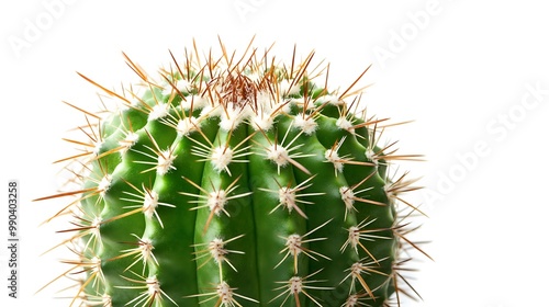 Close-Up of a Prickly Cactus