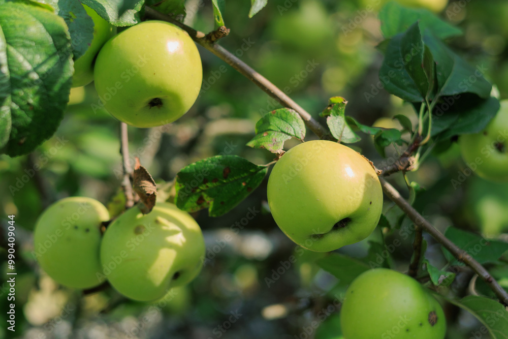 Apples on branches of apple trees on a sunny day. Apples on branches of apple trees on a sunny day.