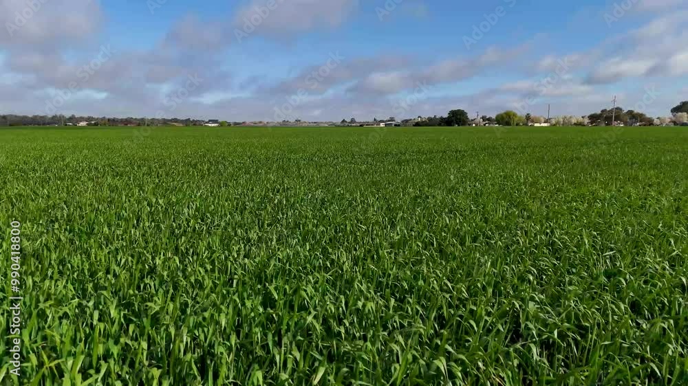 Farming Australia - Wheat Barley Canola Crops Farming Australia - Wheat Barley Canola Crops