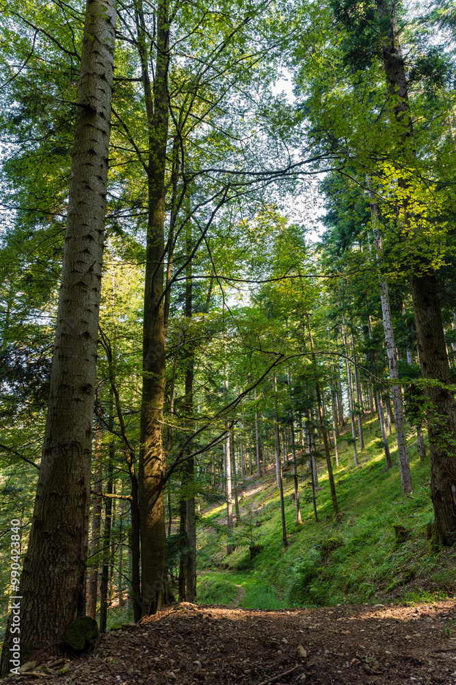Fototapeta premium Loisirs en plein air : immersion dans la forêt vosgienne et ses paysages naturels, Alsace, Grand Est