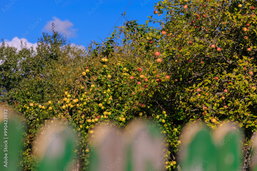 Apples on branches of apple trees on a sunny day. Apples on branches of apple trees on a sunny day.