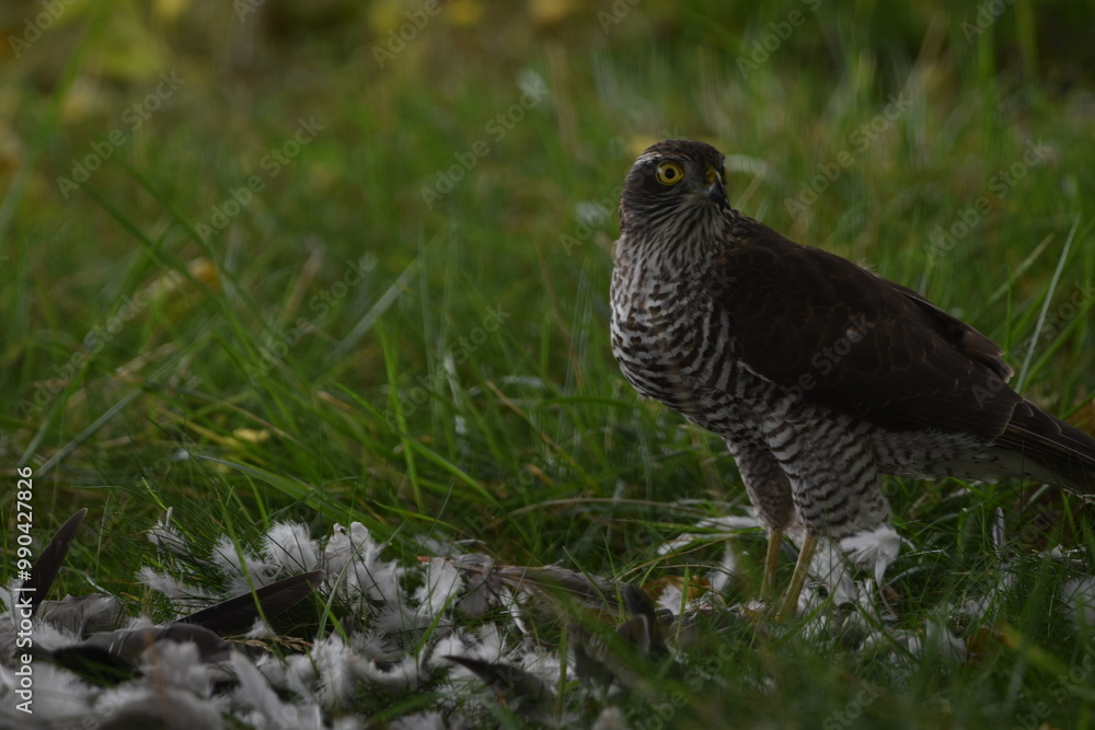 Fototapeta premium épervier mange un pigeon