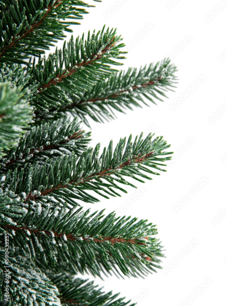 Snowy evergreen branches in festive arrangement png. Snowy evergreen branches in festive arrangement png.