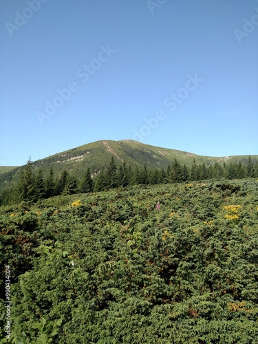 Junipers plants of Christmas trees growing on a mountain look at an angle