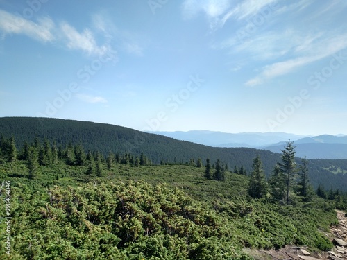 Junipers plants of Christmas trees growing on a mountain look at an angle horizontal