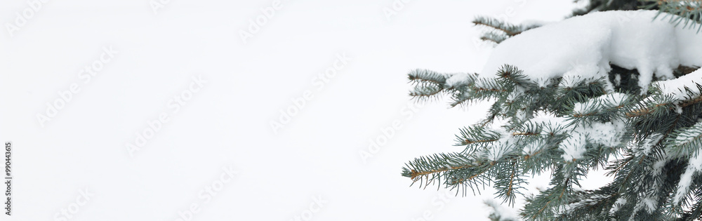 Snow and twigs of spruce tree for background Snow and twigs of spruce tree for background