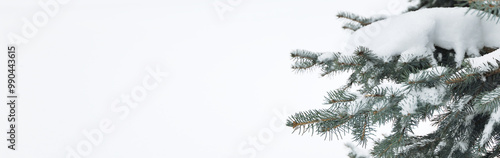 Snow and twigs of spruce tr...