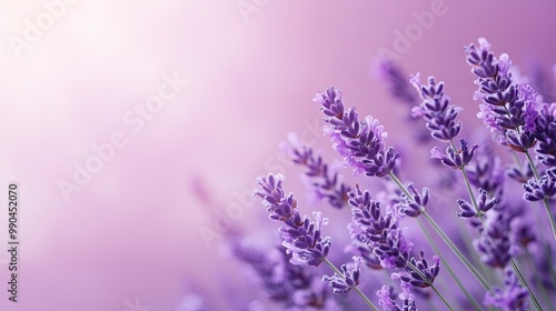 Light lavender purple background with soft lighting, perfect for beauty, wellness, or elegant branding designs with a soothing tone.