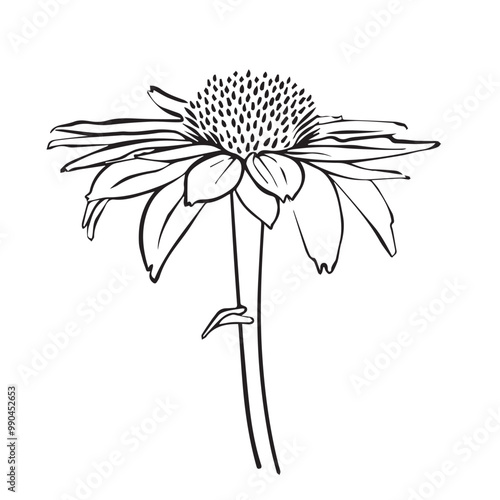 Echinacea Vector outline illustration. Hand drawn echinacea graphic clipart. Echinacea black line. Medicinal herb lineart drawing on background. Sketch of medicinal plant