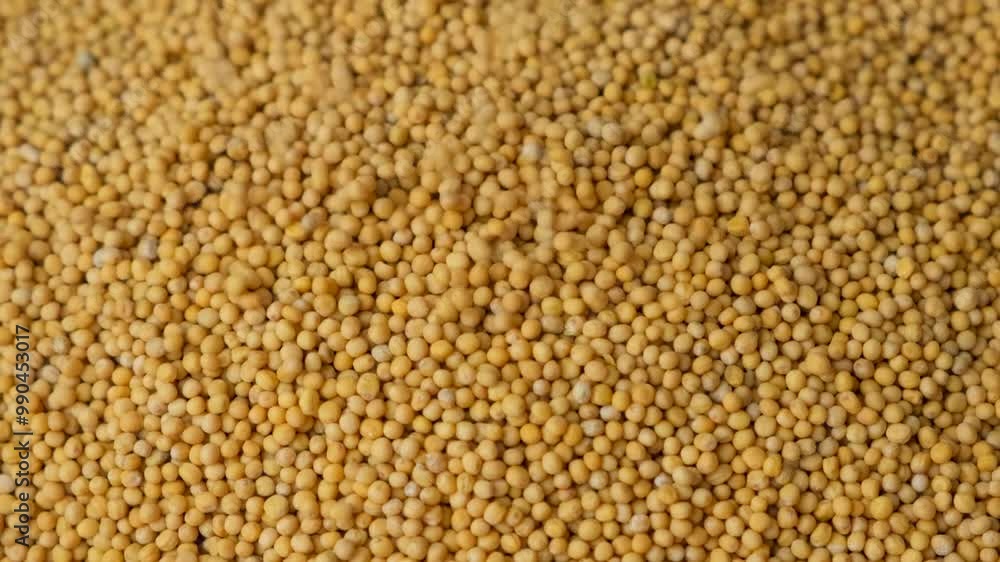 Mustard seeds falling on a pile slow motion Mustard seeds falling on a pile slow motion
