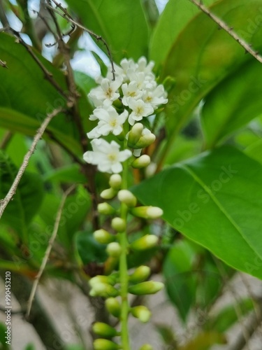 Flowers from the home garden and nature