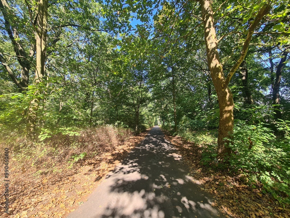 the wonderful Plänterwald Forest in Berlin Treptow the wonderful Plänterwald Forest in Berlin Treptow