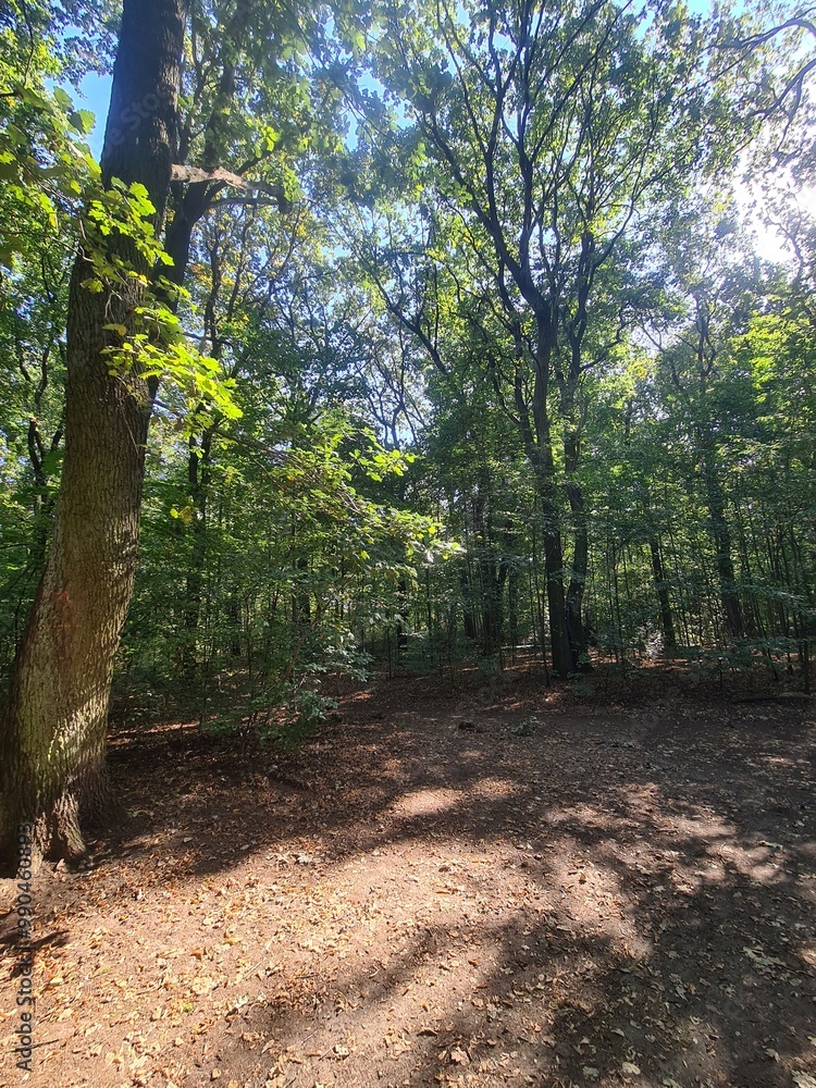 the wonderful Plänterwald Forest with magical sunlight in Berlin Treptow the wonderful Plänterwald Forest with magical sunlight in Berlin Treptow