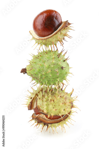 Horse chestnuts in husk isolated on white background. Opened chestnuts conkers Aesculus hippocastanum.