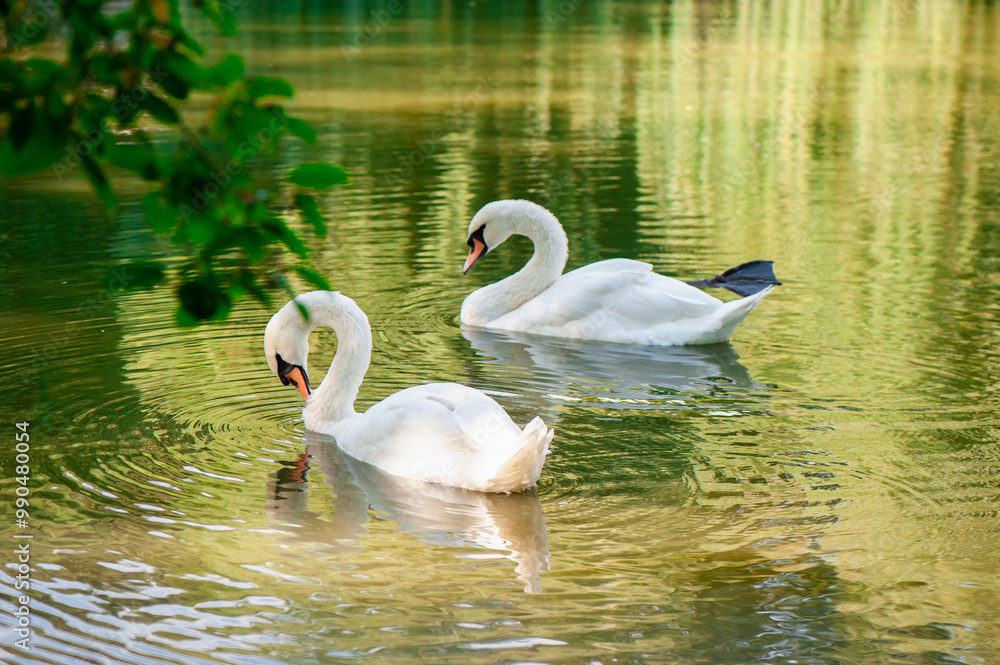 Fototapeta premium Two elegant white swans gracefully swimming on a serene lake, surrounded by green reflections from nature.