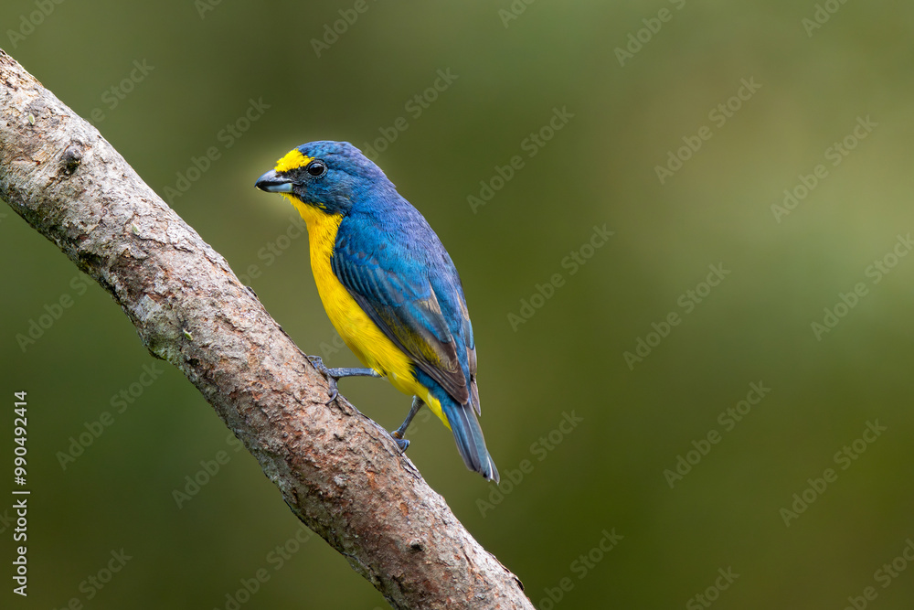 Yellow-throated euphonia ( Euphonia hirundinacea), male perched on a branch in Curicancha, Costa Rica Yellow-throated euphonia ( Euphonia hirundinacea), male perched on a branch in Curicancha, Costa Rica