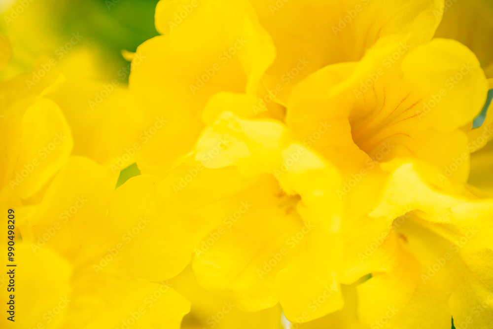 Nature of flower in garden using as cover page background natural flora wallpaper or template brochure landing page design Nature of flower in garden using as cover page background natural flora wallpaper or template brochure landing page design