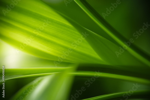 Dark green leaf texture, Natural green leaves using as nature background black wallpaper or tropical leaf cover page