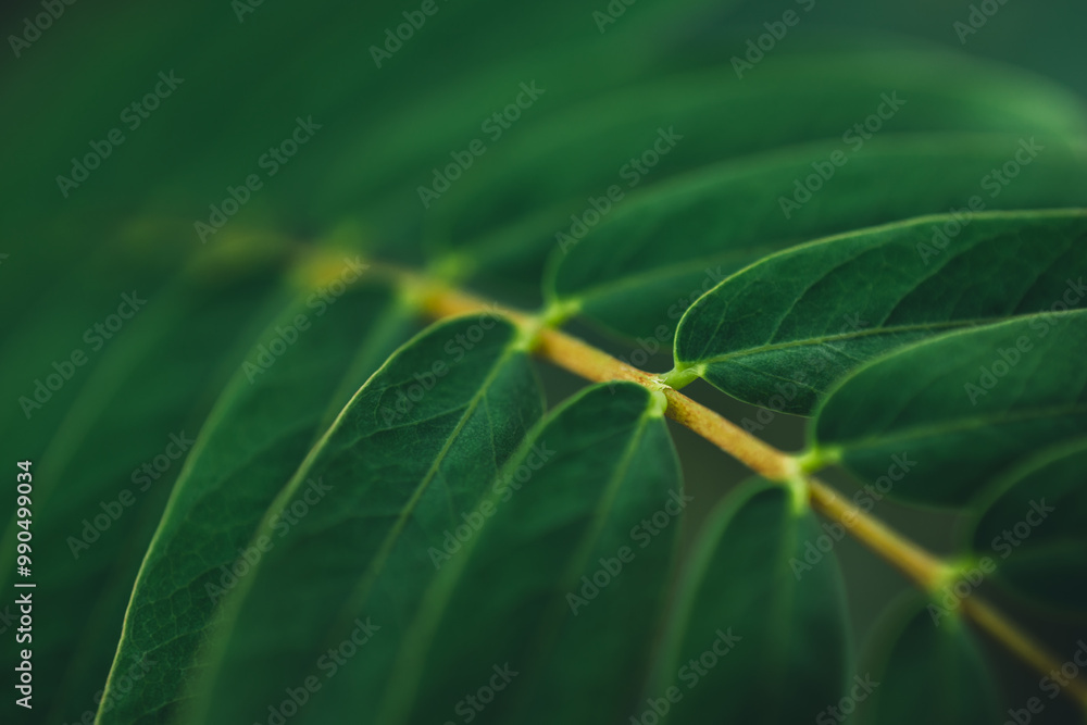 Obraz premium Dark green leaf texture, Natural green leaves using as nature background black wallpaper or tropical leaf cover page