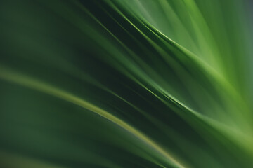 Dark green leaf texture, Natural green leaves using as nature background black wallpaper or tropical leaf cover page