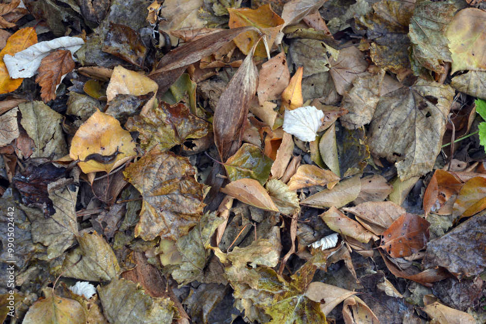 The autumn season is beautiful and pleasant. Yellow, brown, golden, dry green leaves, fallen leaves lie on the ground. The autumn season is beautiful and pleasant. Yellow, brown, golden, dry green leaves, fallen leaves lie on the ground.