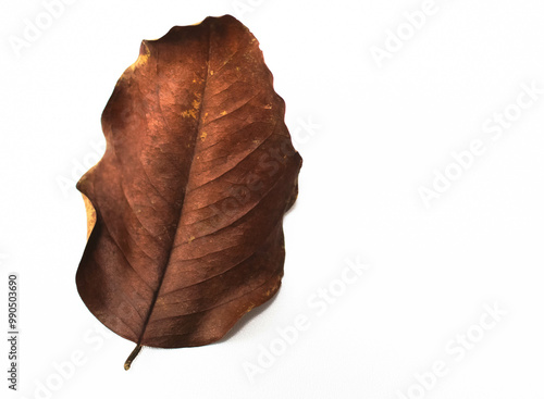 leaf on a white background