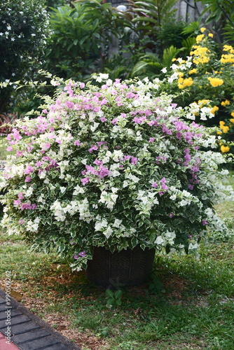 pink and white flowers in the garden