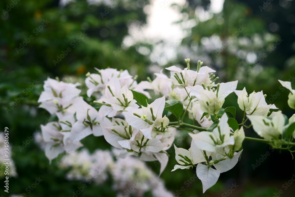 white lilac flowers in the garden white lilac flowers in the garden