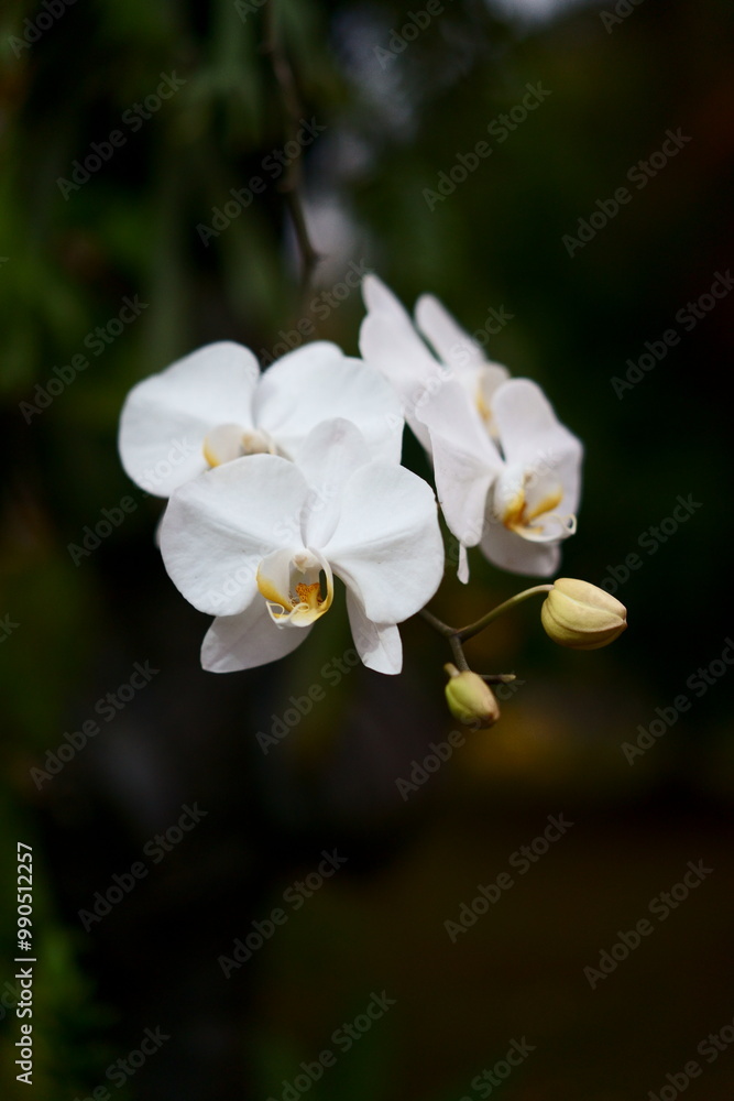 beautifull white orchid flowers in the garden beautifull white orchid flowers in the garden